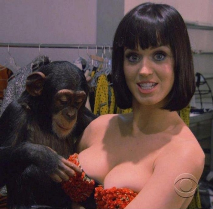 pervert-chimp